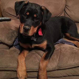 Meet your Posher, Tracy